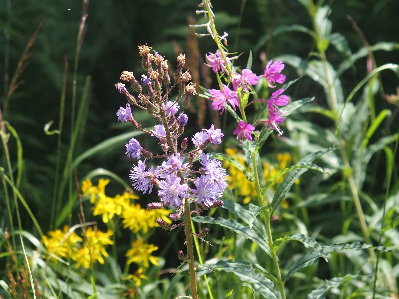 Lactuca alpina  e Chamaenerion (ex Epilobium) angustifolium